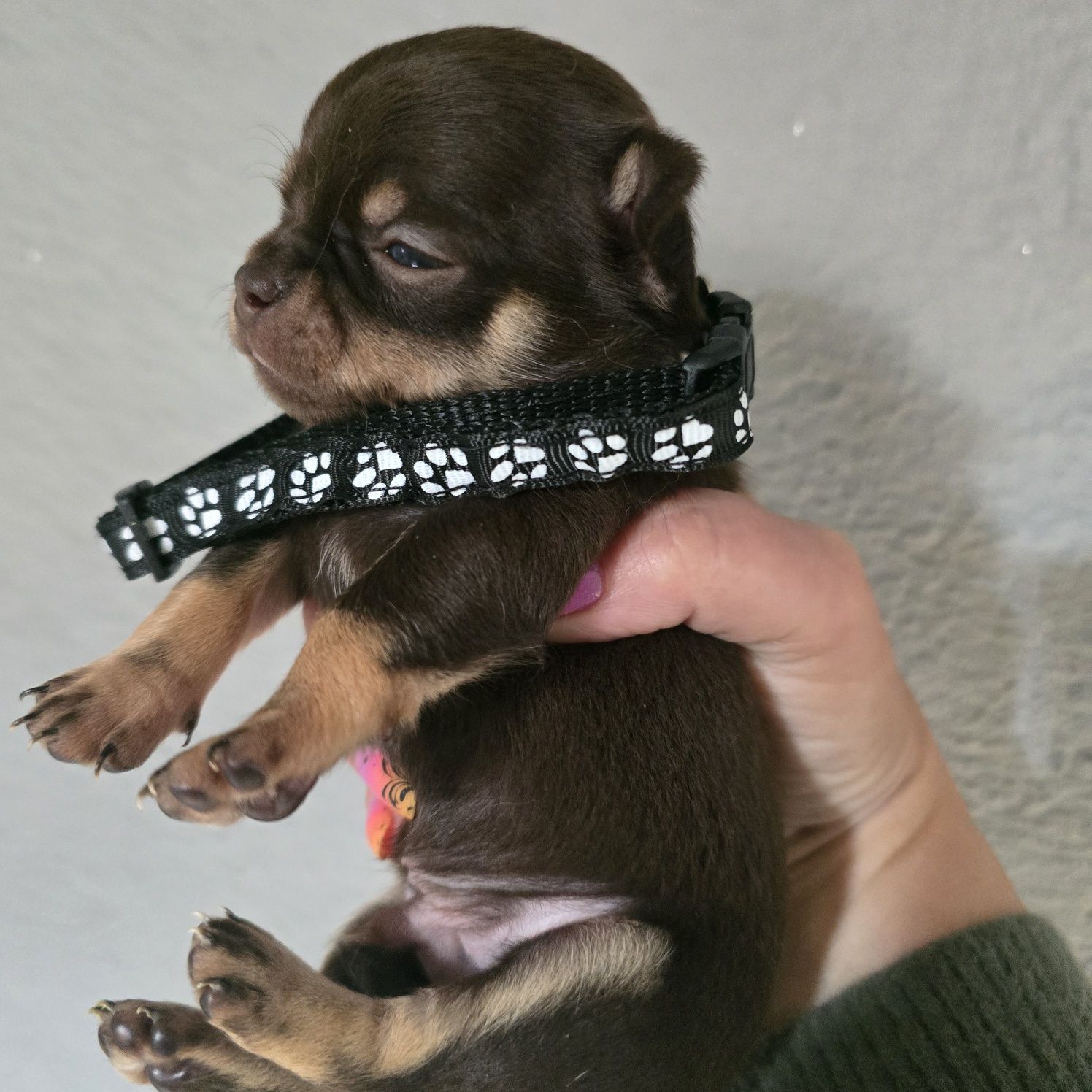 Chihuahua samiec czekoladowy podpalany