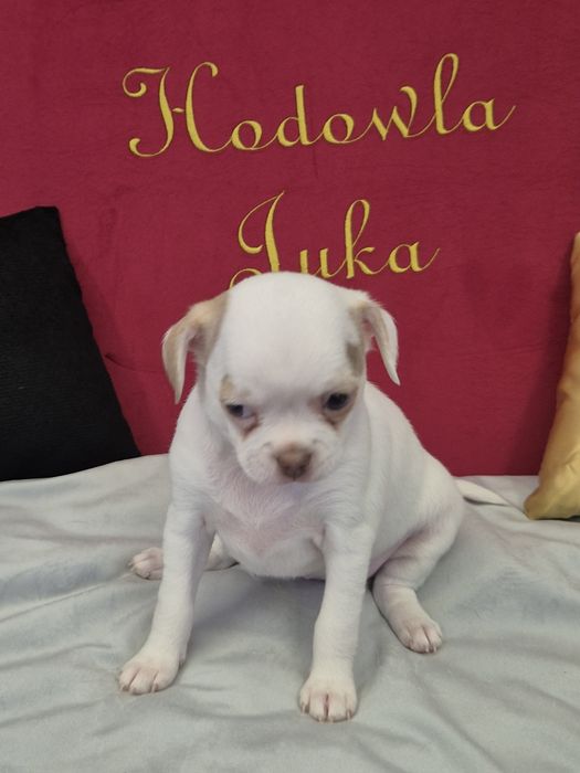 Chihuahua tessa przepiekna dziewczynka krótkowłosa