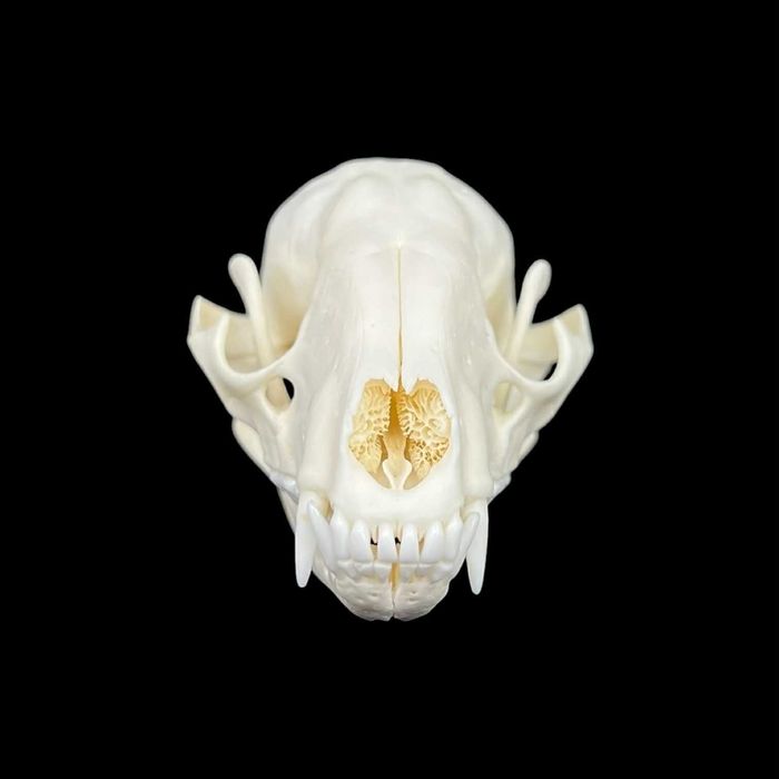 Czaszka szopa pracza, model anatomiczny