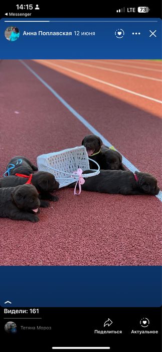 Шоколадні лабрадори