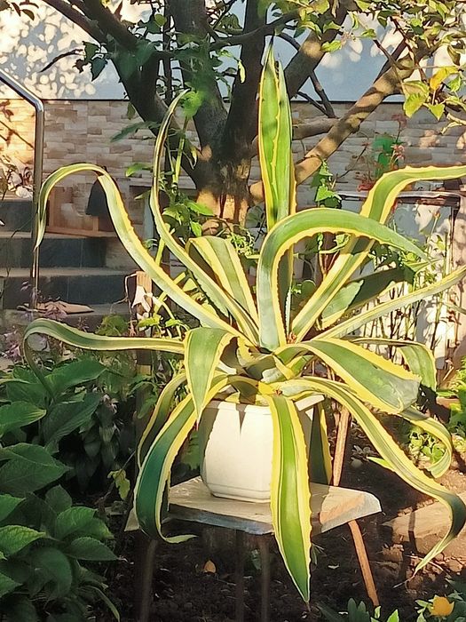 Продам неймовірні  вазони агава