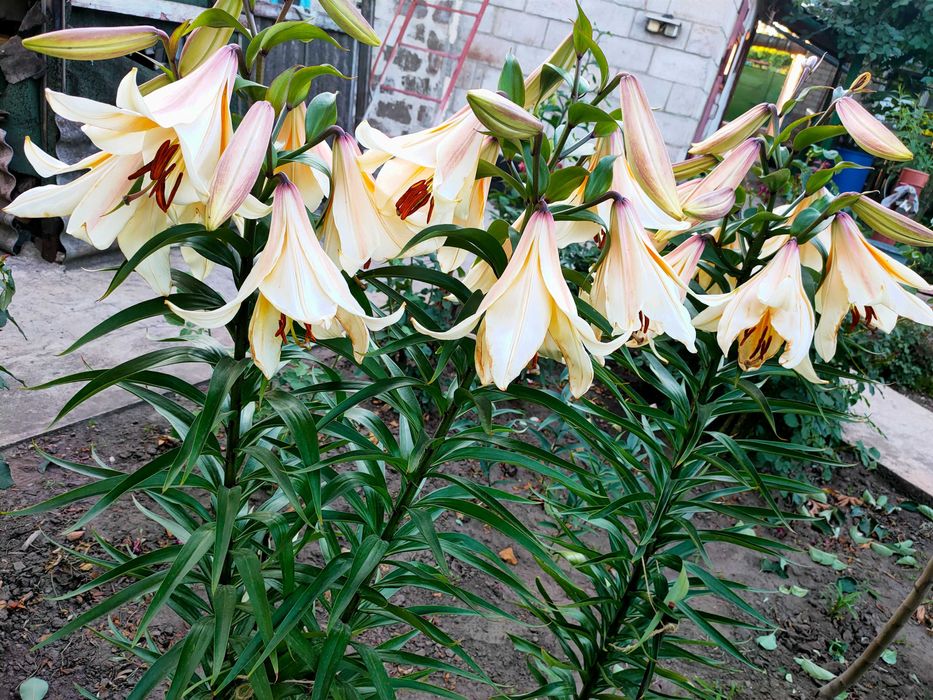 Лилия дерево гигант , садовые ОТ гибриды