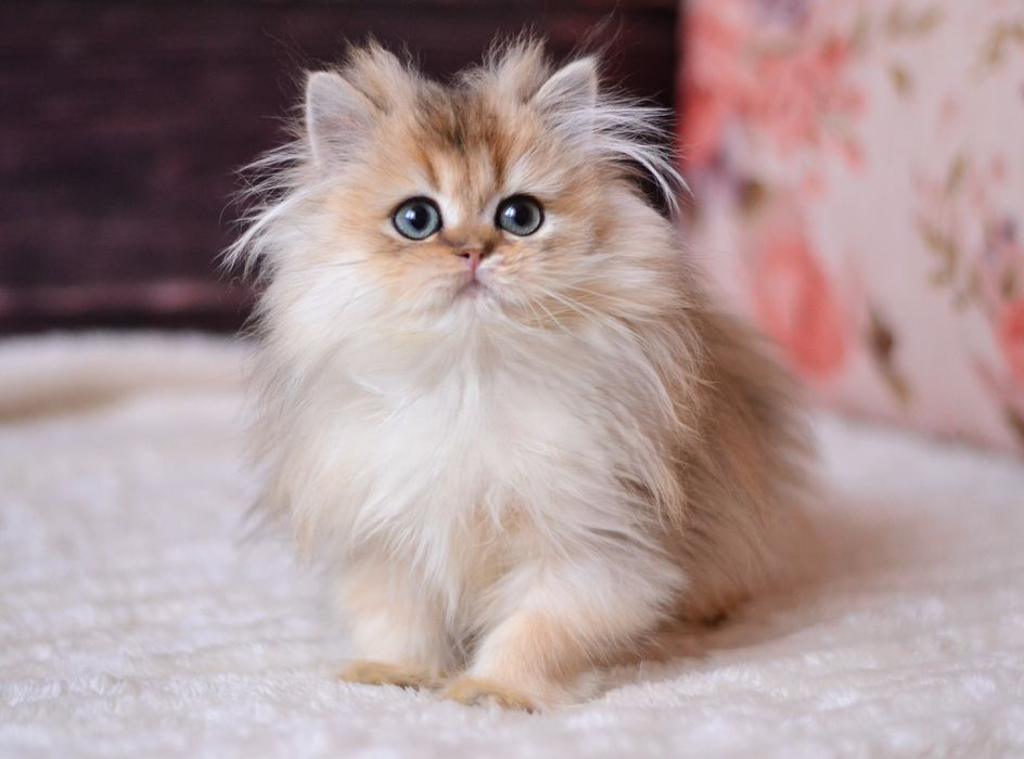 Золота британочка Яра