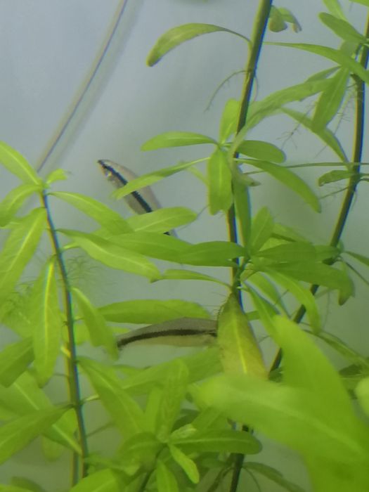 Rybki kosiarki-grubowarg.