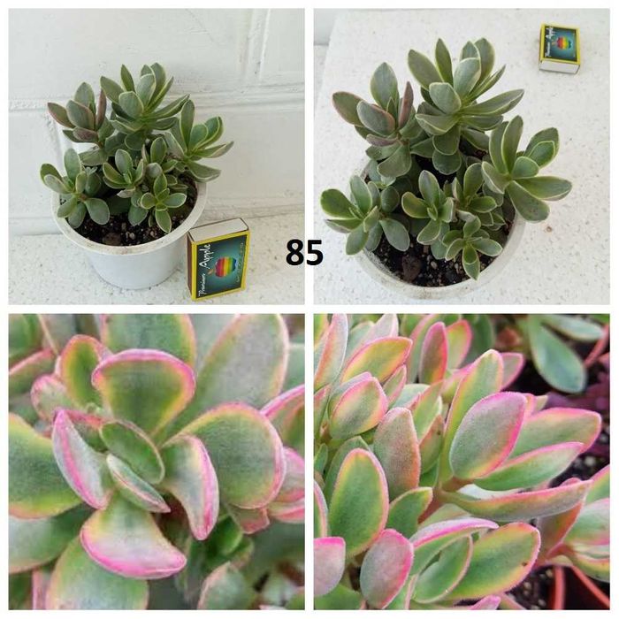 Еоніуми та   інші сукуленти.