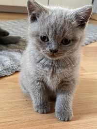 Liliowy kotek brytyjski