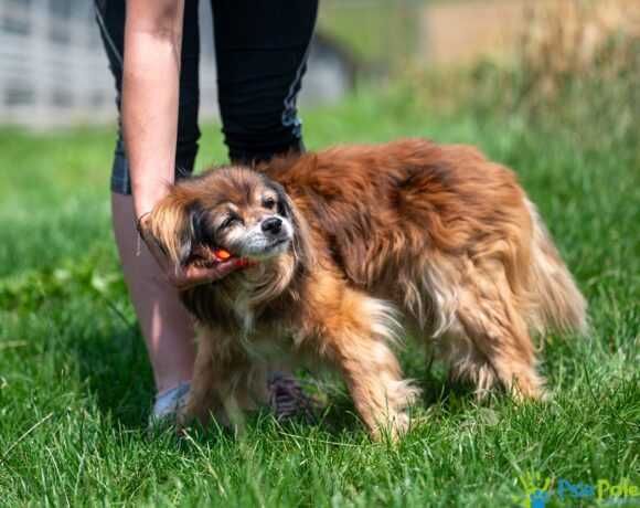 Kochany, starszy psiak PITER szuka nowego domku!