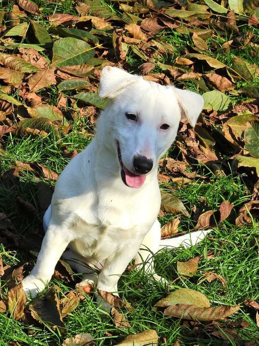 Śliczny piesek Jack Russell Terrier