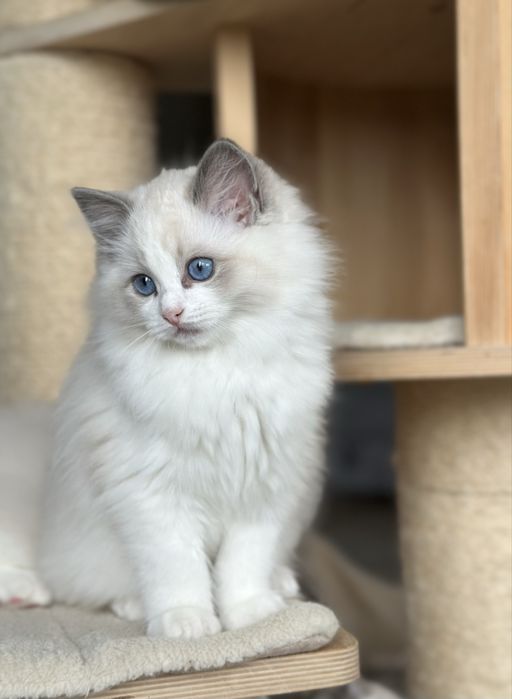 Piękna kotka ragdoll rodowód FPL