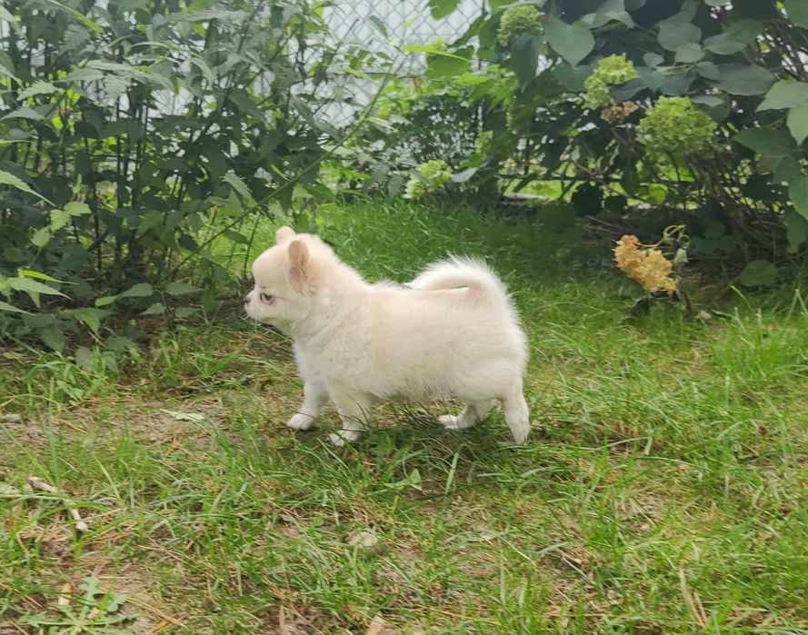 Długowłosy szczeniak Chihuahua z rodowodem FCI