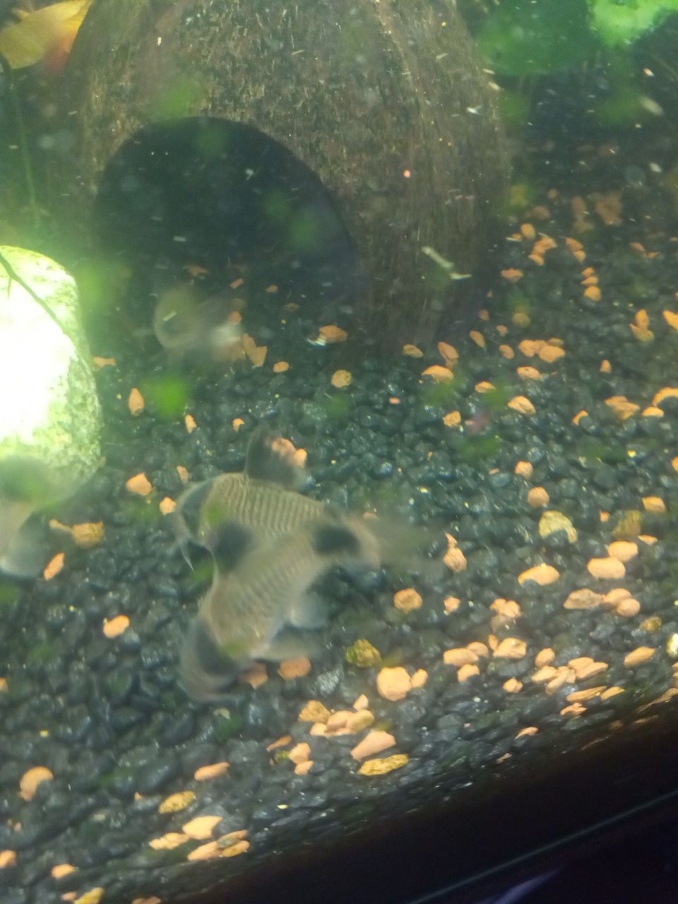Kirysek Panda, stabilna linia
