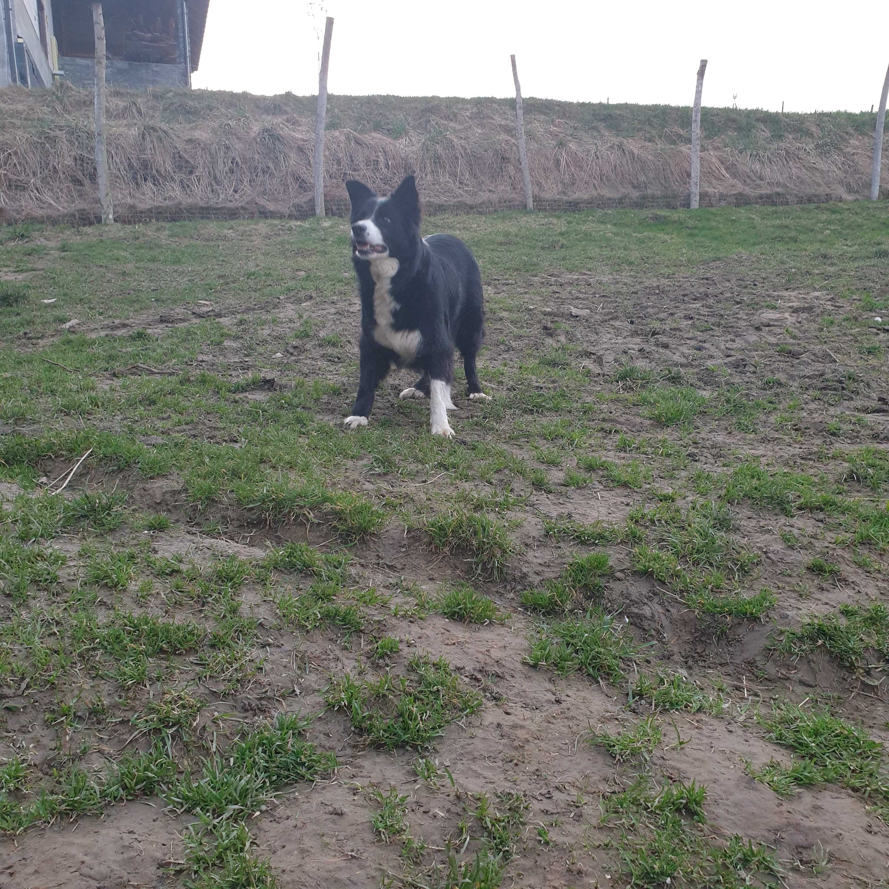 Szczenię Border Collie