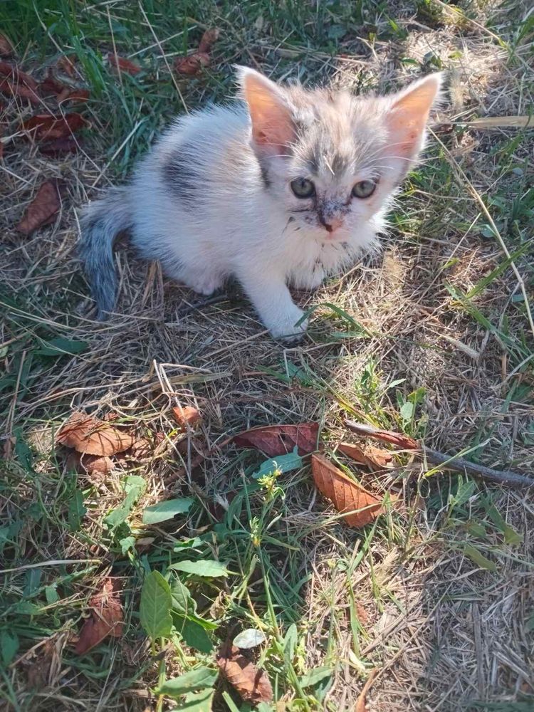 Отдам даром котят
