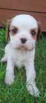 Suczka Cavalier king charles spaniel