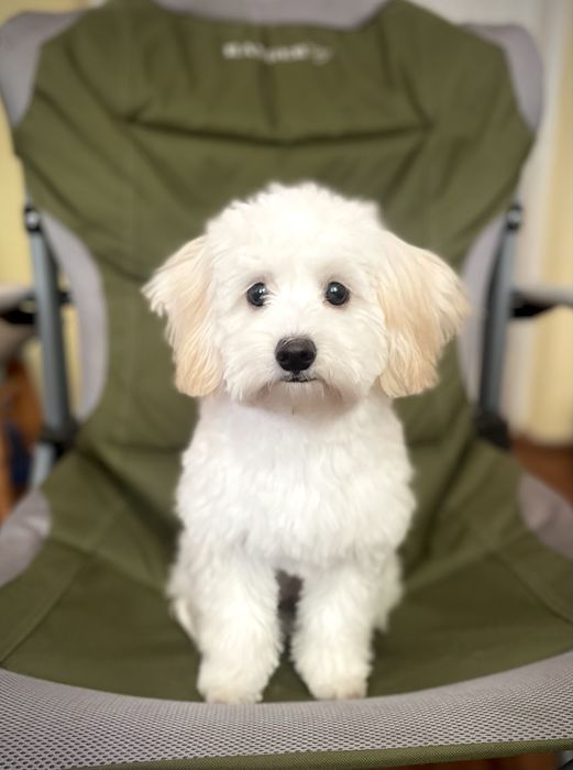 Мальтипу дівчинка