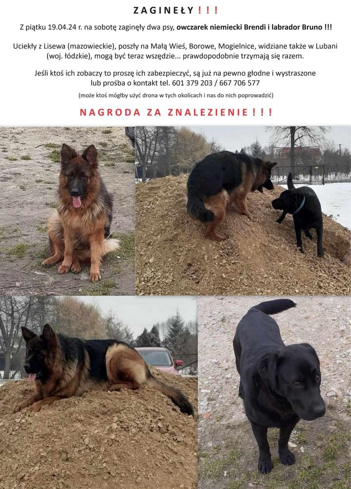 ZAGINĘŁY owczarek niemiecki i labrador