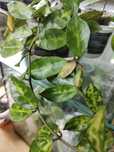 Hoja lacunosa ,, Amarillo,,
