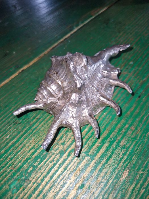 Ракушка Океанська.Велика