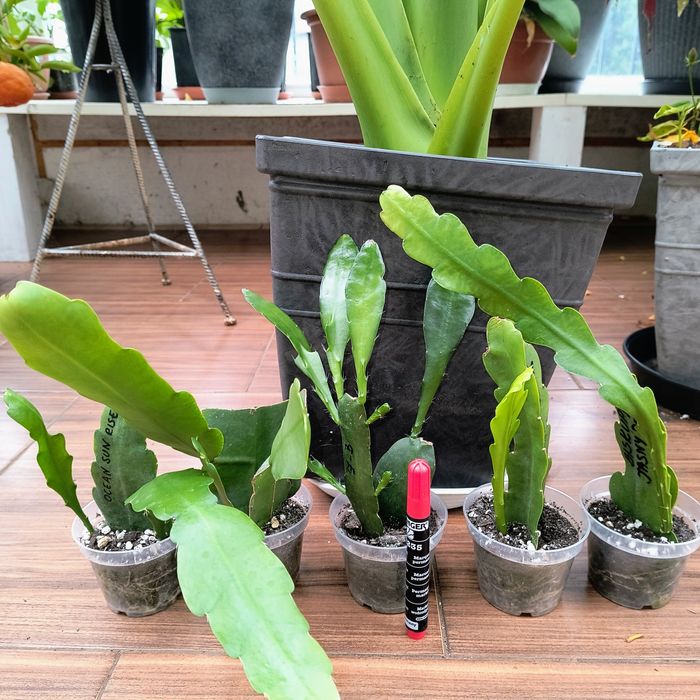 Epiphyllum zestaw 5 kolorów