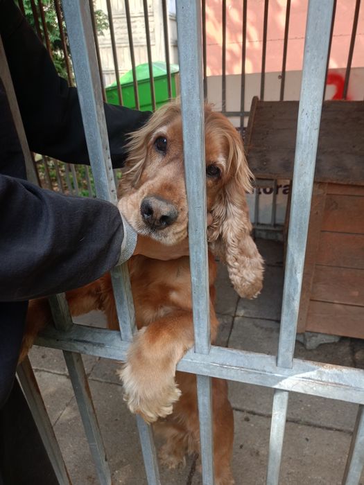 Bursztyn szuka odpowiedzialnego domu !!