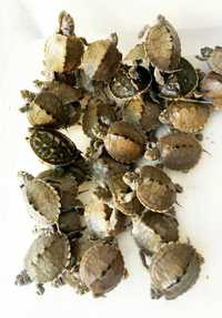 Черепахи рiзних видiв воднi, водно- сухопутнi