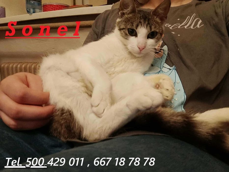 Łagodny, kochany kocurek