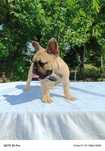Buldog francuski