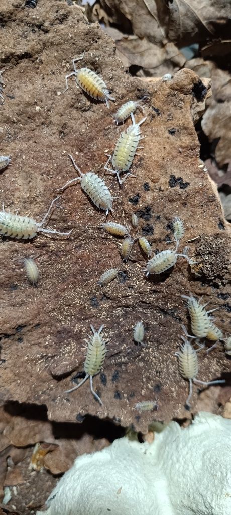 Porcellio bolivari równonogi, izopody