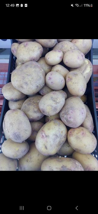 Batata Nova Bio Picasso Holandesa- Produzida em Portugal 55/65