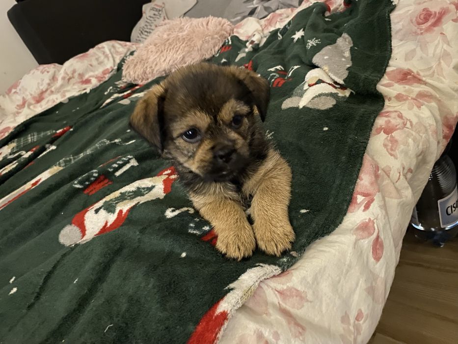 Oddam suczke za darmo