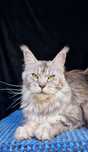 Maine coon, przepiękna kotka czarna srebrzysta klasycznie pręgowana