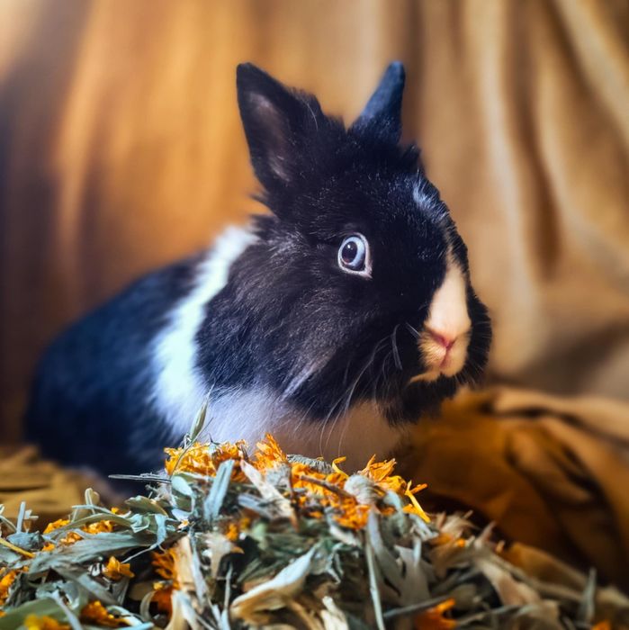 Witam sprzedam samca królika miniaturki