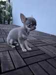 Chihuahua mini liliowy 3.5mies.Piesek
