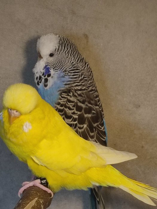 Piriquitos asas negras opalinos e Ingleses