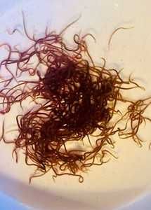 Blackworms - Comida viva para Peixes