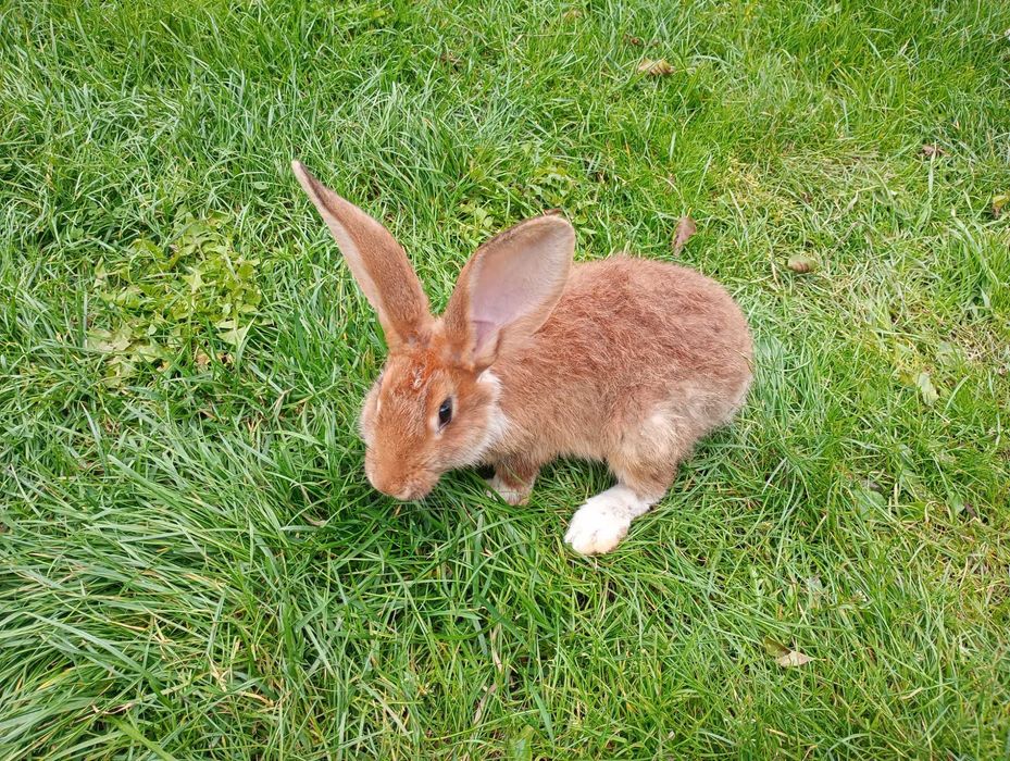 Króle króliki samce samice