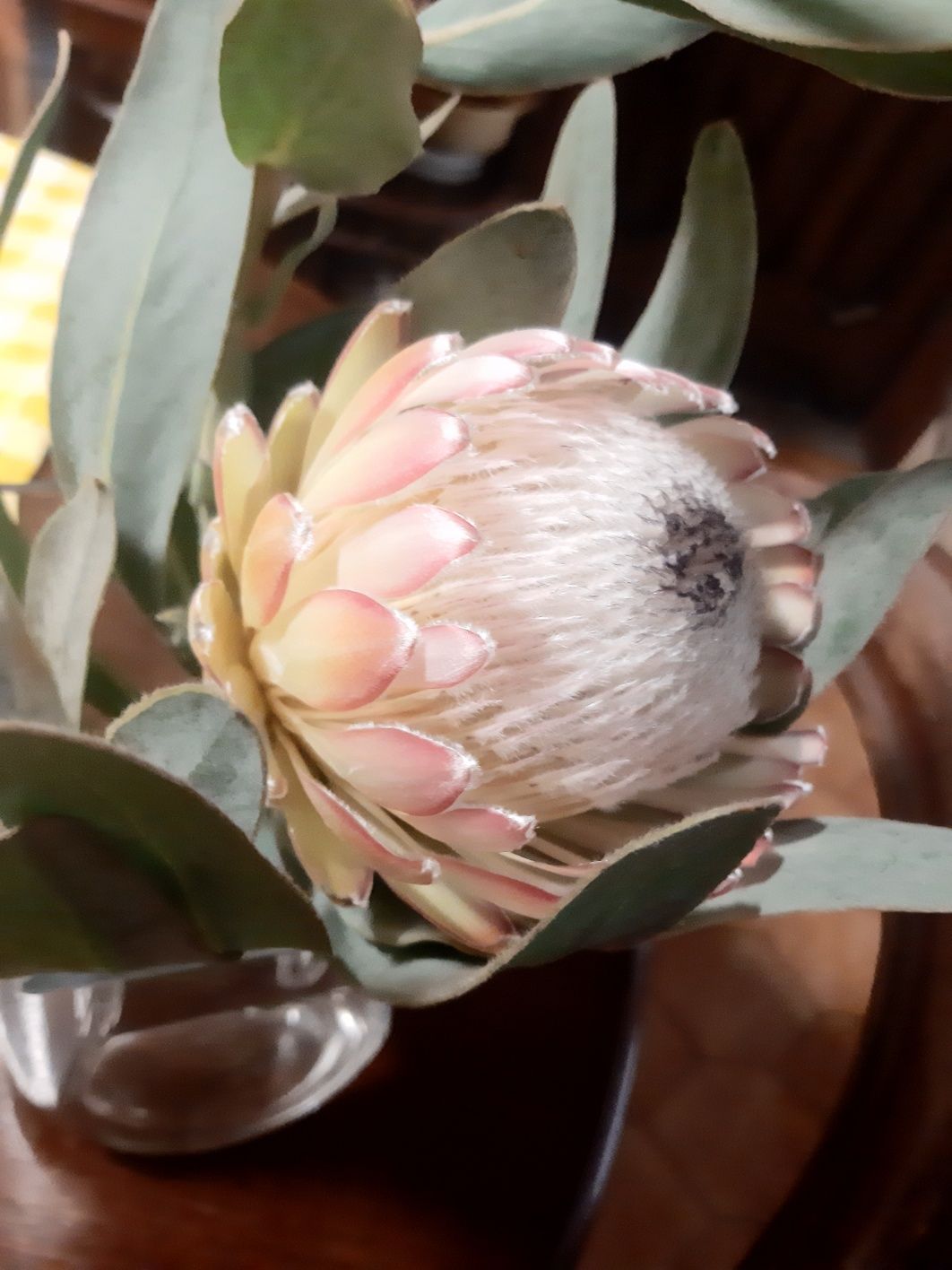 Proteas 2 côres lindas