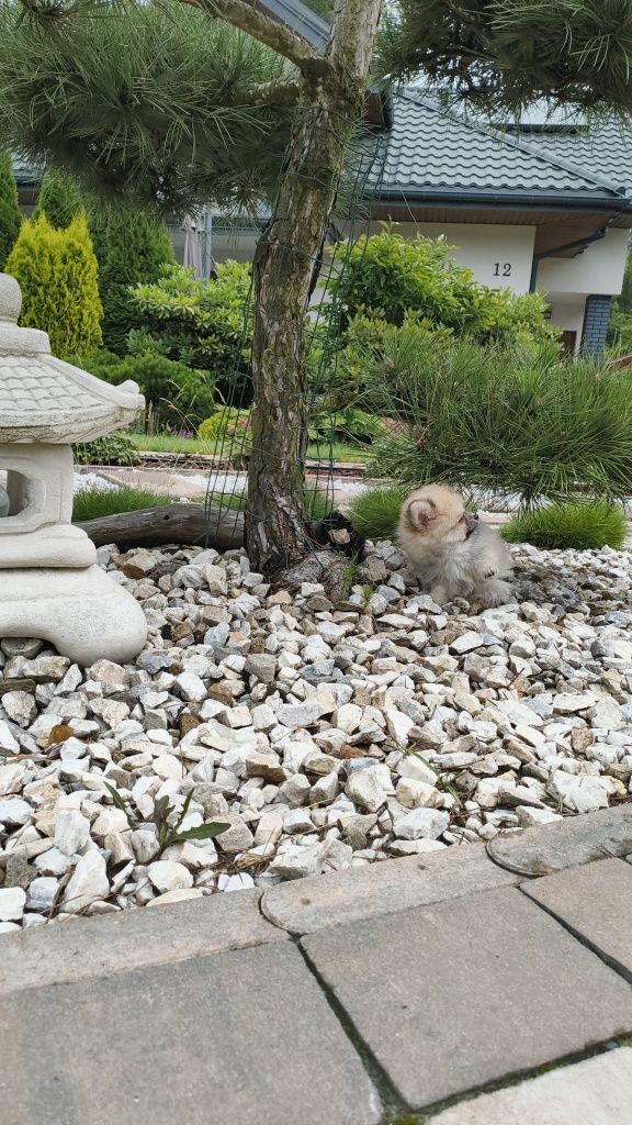 Szpic Miniaturowy Pomeranian miś misiaczek