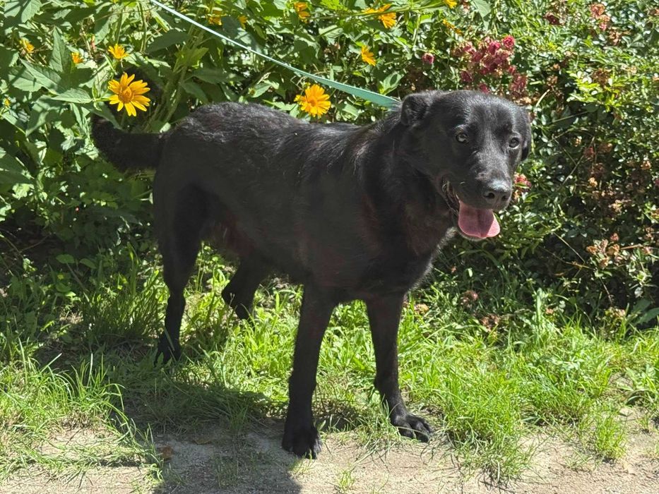 Mix labradora Piątek do adopcji