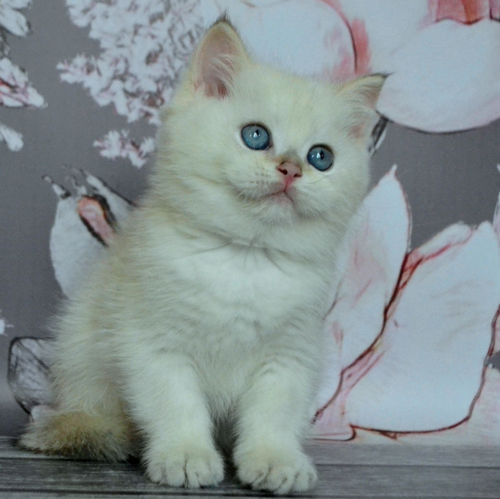Британский котенок серебристая шиншилла