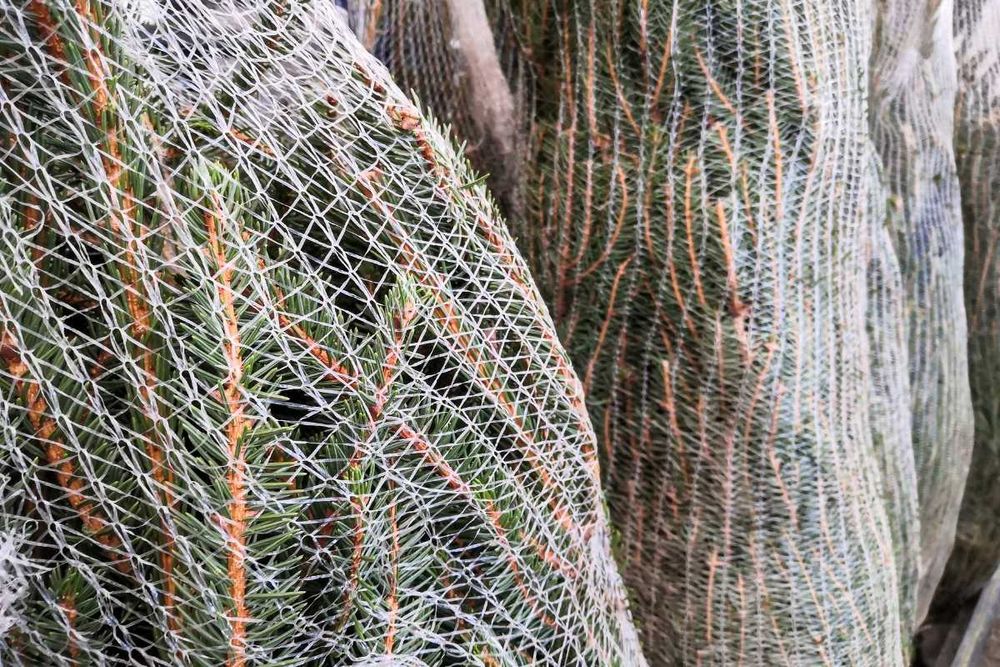 Siatka rękaw do pakowania choinek drzewek 45cm 300m biała mocna GRATIS