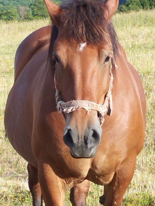 Klacz sztumska 81 pkt programowa