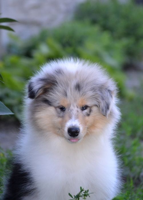 Коллі довгошерстна