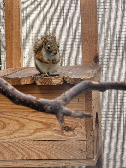 Wiewiorka Hudsona - samiec