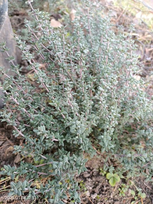 Sadzonki chrzanu zioła