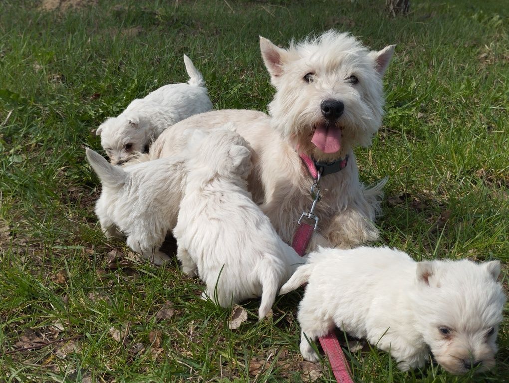 West highlant white terrier ,west,westy