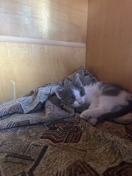 Котики шукають сімʼю