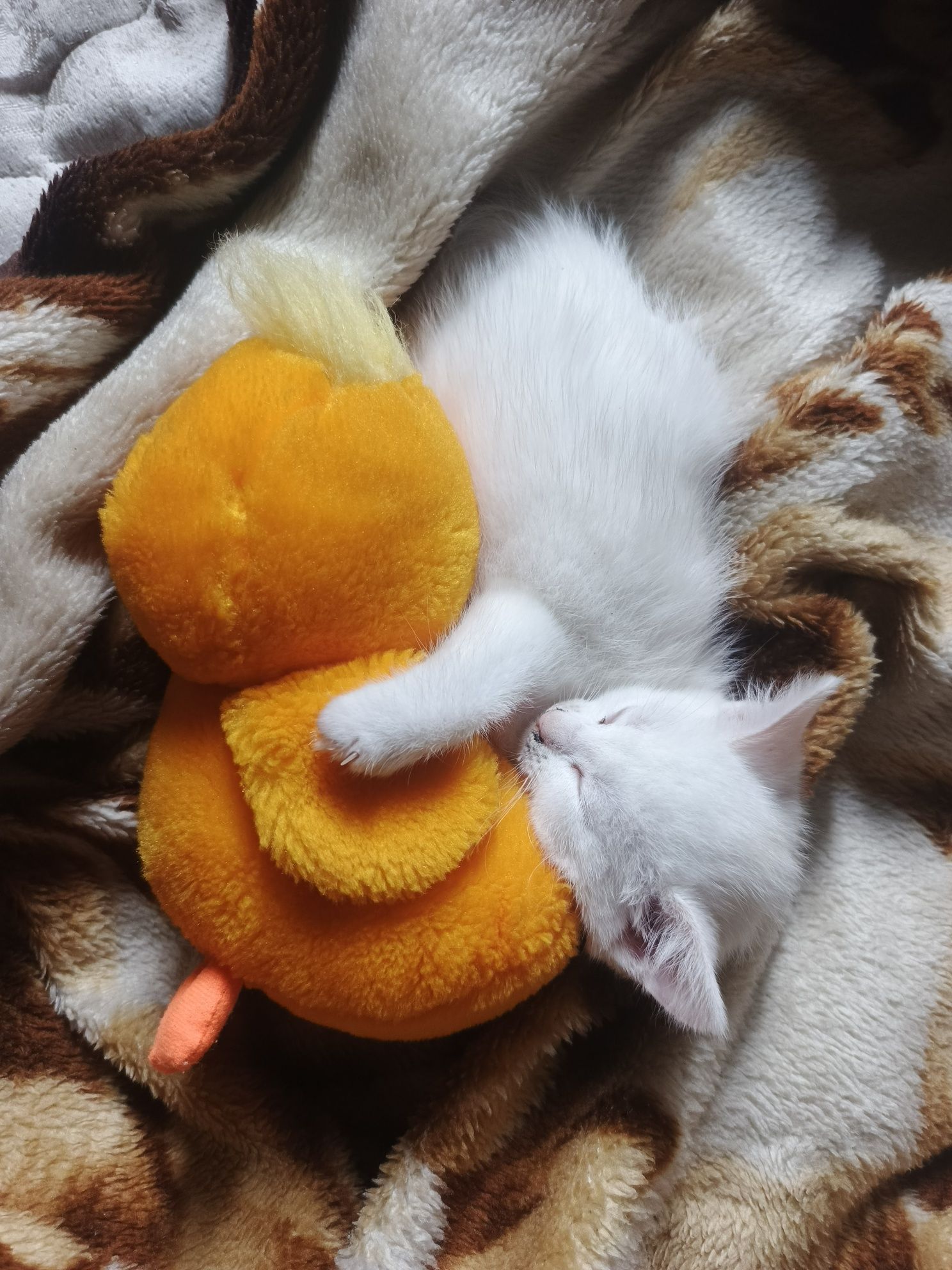 Одам котьонка в добрі руки