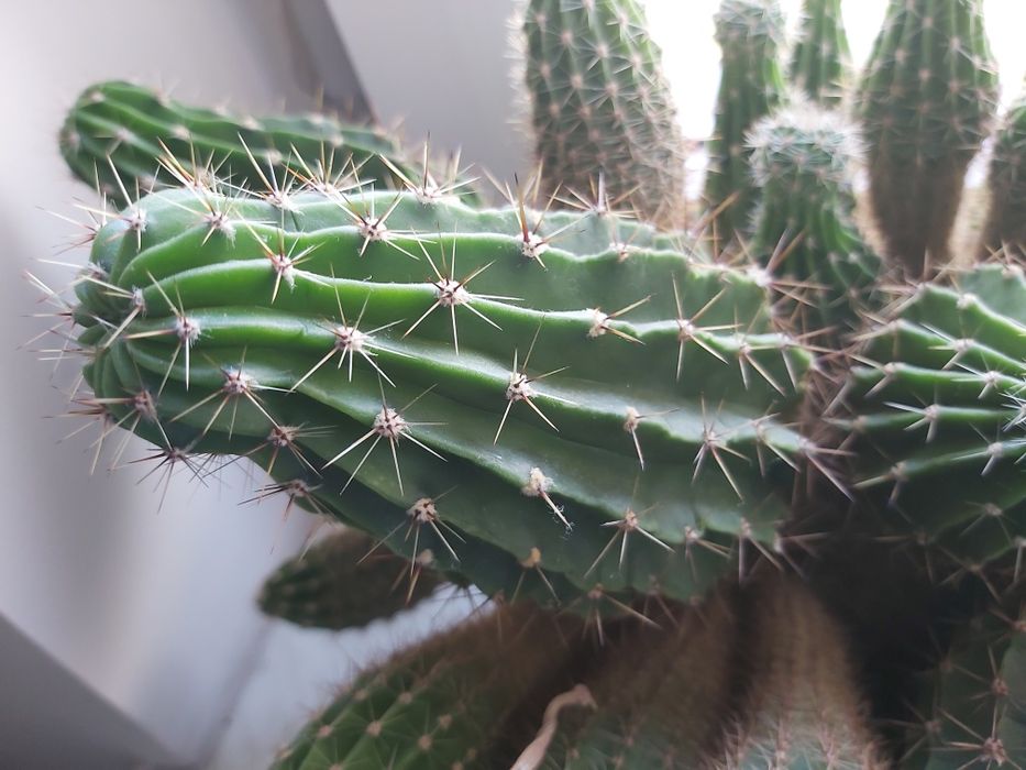 Kaktus kwitnący, duży, gęsty