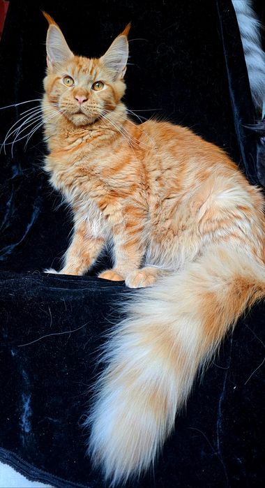 Мальчик Абрикос мейн кун